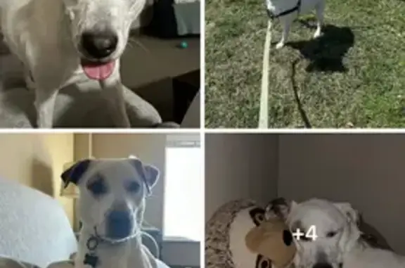 Missing dog Female, Knoxville (usl533878) - photo