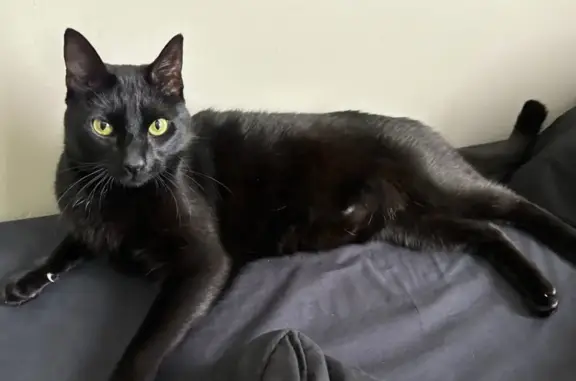 Missing cat Lake Forest, photo: Lost male cat, Lake Forest, California - all black, shorthair