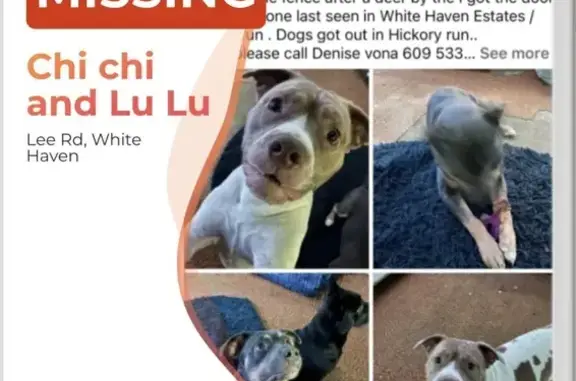 Lost female dog, White Haven, Pennsylvania - blue grey and tan - photo