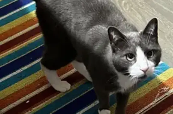 Lost male cat, Locust Street, Neptune City - near Red Roof Inn - photo