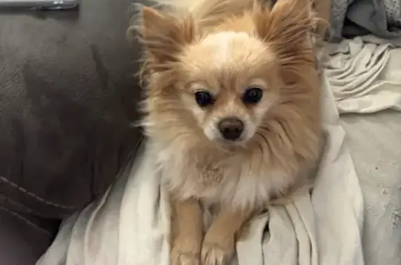 Lost and found pets Schertz, photo: Lost male dog, Hondo Creek, San Antonio - cream colored Pomeranian chihuahua mix