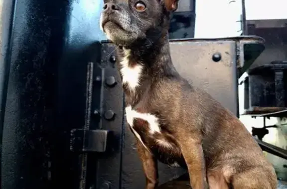 Lost and found pets Modesto, photo: Lost Female Dog, Modesto, California - small scar on nose