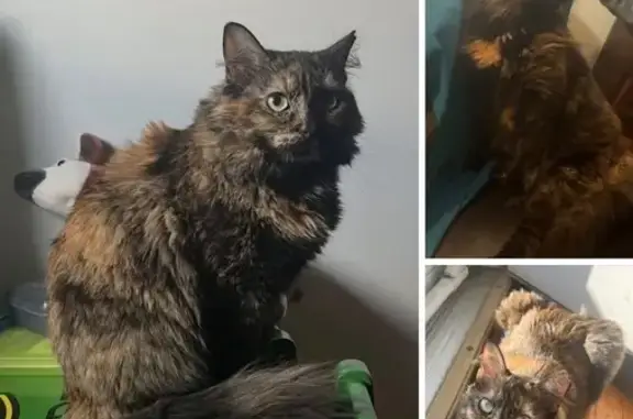 Lost female cat, Lannerton Road, Reston - long-haired tortie with green eyes - photo