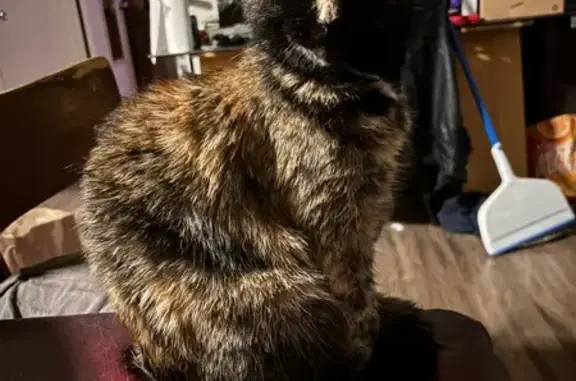 Missing cat Longmont, photo: Lost female cat, Darby Court, Longmont - tortie with orange streaks