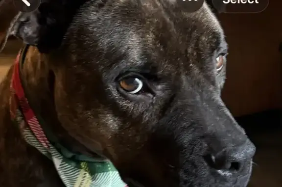 Lost male dog, Neeses, Augusta - brindle with green collar - photo