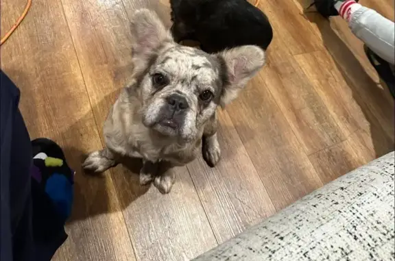 Lost female dog, North 36th Street, Louisville - merle light colored - photo