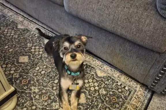 Lost Male Dog, Summit Hill, Pennsylvania - blackish gray and blonde fur - photo