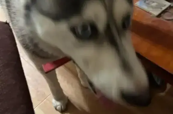 Lost male dog, New York 126, Carthage - purebred Siberian Husky - photo
