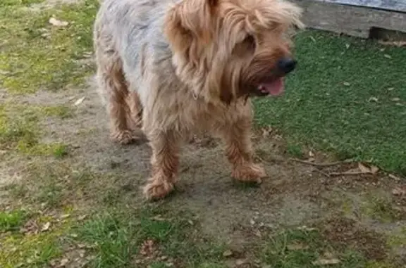 Found dog Fyffe, photo: Found male dog, Garmany Road, Fyffe - brown with some gray