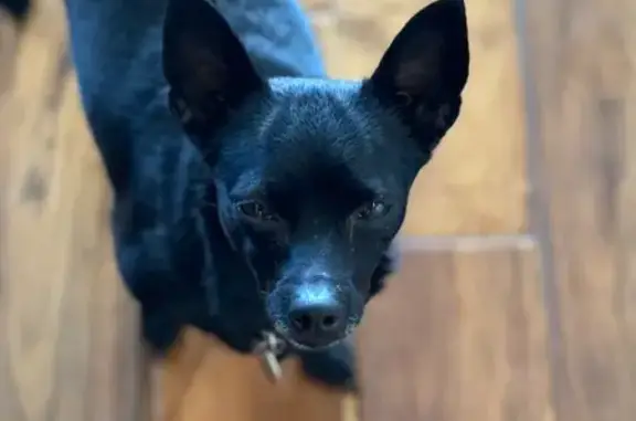 Missing dog Female, Lake Havasu City (usl533896) - photo