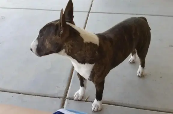 Lost dog, Phoenix, Arizona - medium sized Bull Terrier - photo