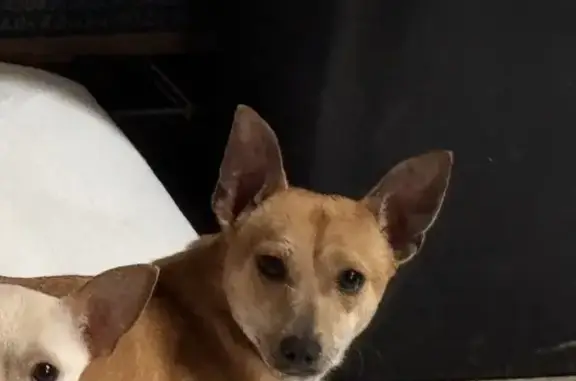 Lost male dog, Robinson Gap Road, Sevierville - tan chihuahua - photo