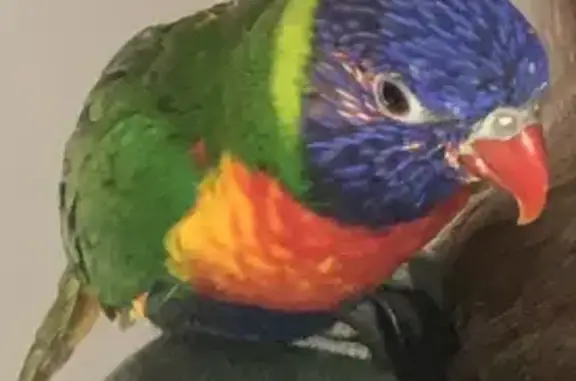 Lost pets Maroondah, photo: Lost bird Male, Maroondah (al495725)