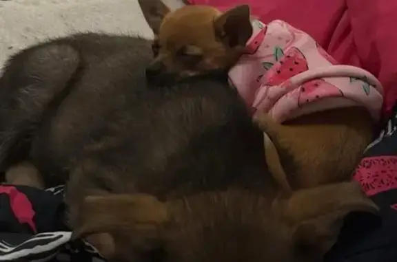 Lost male dog, South Maplewood Avenue, Chicago - photo