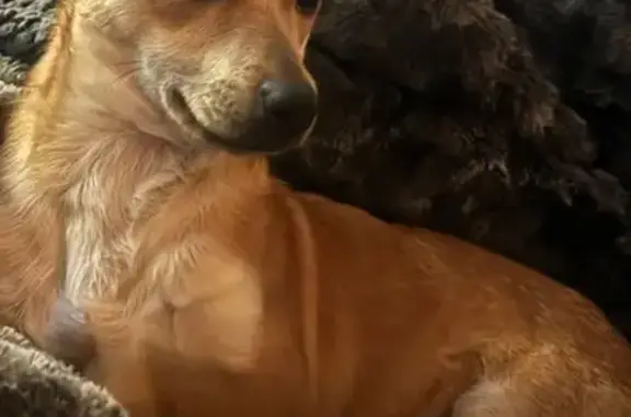 Lost male dog, River Bend Drive, Sevierville - tan, timid, dirty white collar - photo