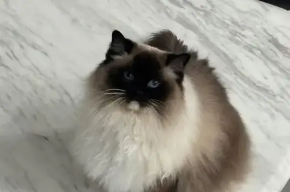 Lost female cat, Bay Ridge Parkway, Kentwood - photo