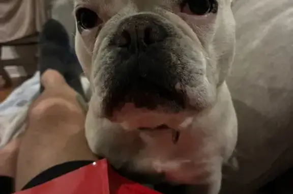 Lost female dog, East 41st Street, Savannah - buck tooth smile - photo