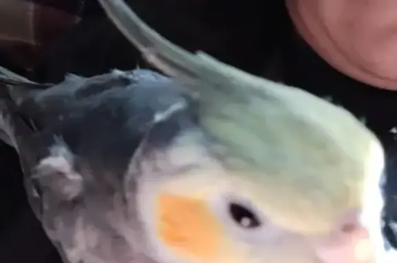 Lost and found pets Minneapolis, photo: Lost bird, Oleatha Avenue, St. Louis - male with red spots on cheek