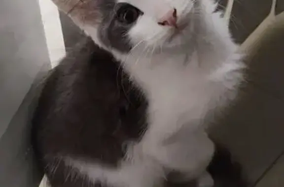 Lost male cat, Alma Road, City of Moreton Bay - grey and white, friendly - photo