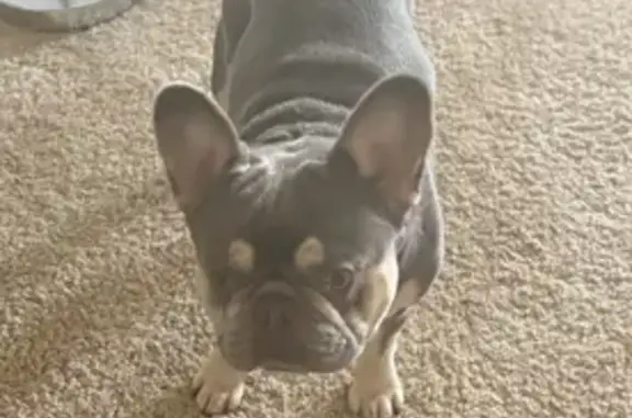 Lost Male Dog, Leppert Road, Hilliard - Gray with a little white - photo