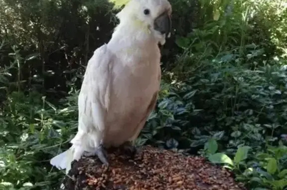 Lost pets Adelaide, photo: Lost female bird, Saint Clements Street, Port Adelaide Enfield - Sulphur Crested Cockatoo