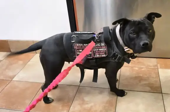 Lost female dog, Delmonico Drive, Colorado Springs - American Staffordshire Terrier - photo