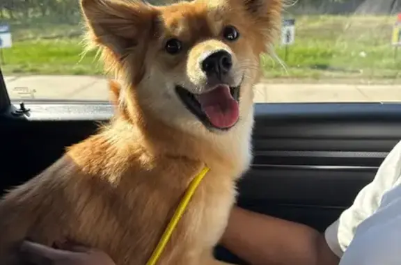 Lost and found pets Lavon, photo: Found female cat, Lakeridge Drive, Lavon