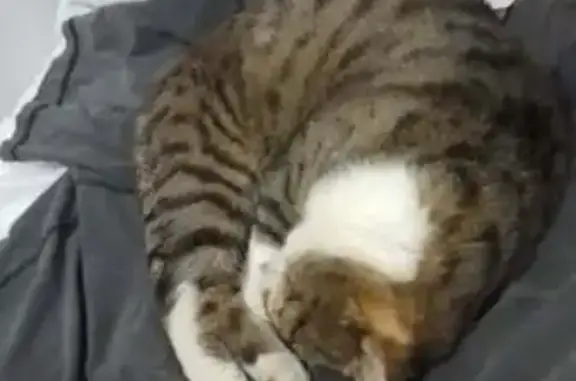 Lost male cat, Thistle Street West, Launceston City - tabby with one bad eye - photo