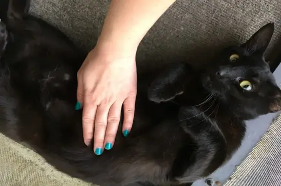 Missing cat Male, Manhattan (usl533913) - photo