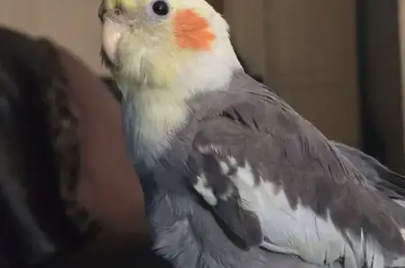 Lost male bird, East Gage Avenue, Huntington Park - friendly and sings the cookie song - photo