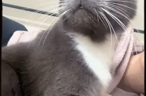 Perdu Chat femme, Rue Pablo Neruda, Angres - tache blanche au cou - photo