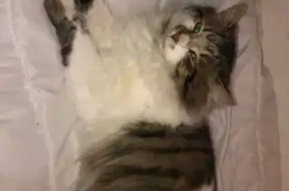 Perdu chat mâle, Rue Georges Bizet, Longjumeau - une oreille coupée - photo
