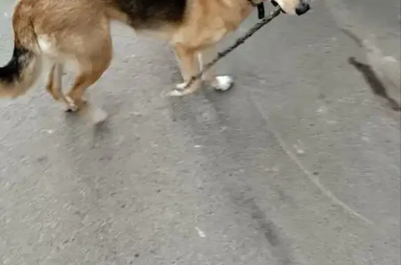 Зникла собака, проспект Любомира Гузара, Київ - загубилась на зупинці НАУ - photo