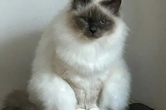 Chat perdu, Plozévet, photo: Chat perdu, Rue des Cormorans, Plozévet - Sacré de Birmanie