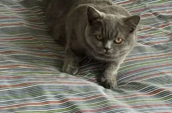 Lost female cat, Iandra Street, Canada Bay, Sydney - golden eyes - photo