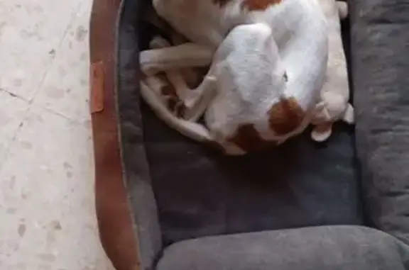 Perdido perro masculino, Avenida de las Ciencias, Sevilla - photo