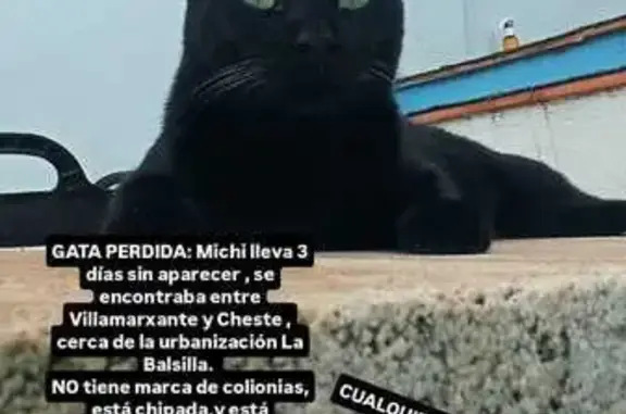 Perdido gato hembra, Villamarchante, Manises - negro con ojos verdes - photo