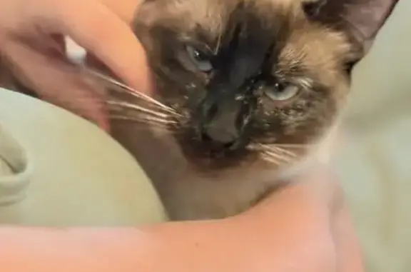 Búsqueda de mascotas, foto: Perdido gato hembra, Calle Sauces, El Molar, Colmenar Viejo