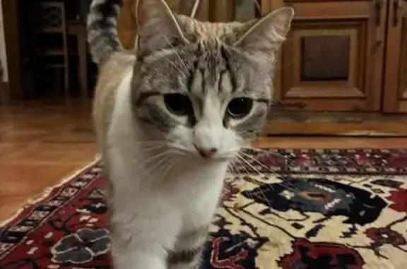 Perdido gato hembra, Calle Dalia, 5, Sonseca, Toledo - pelaje claro con rayitas - photo