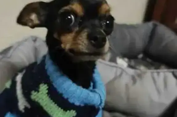 Perdido perro hembra, Roquetas de Mar - negro y marrón - photo