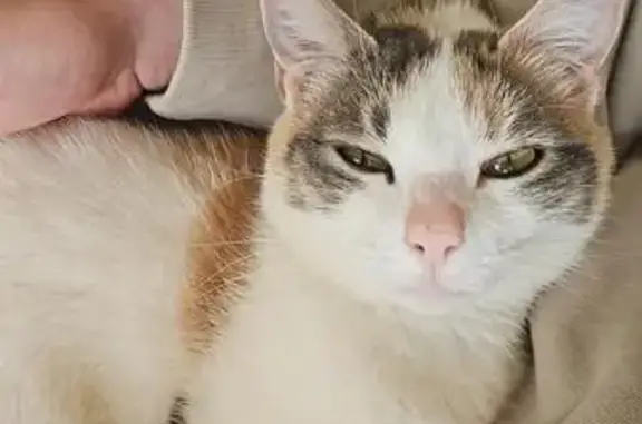 Animaux perdus Paris, photo: Chat perdu, Rue Georges Brassens, Chevigny-Saint-Sauveur - chatte stérilisée