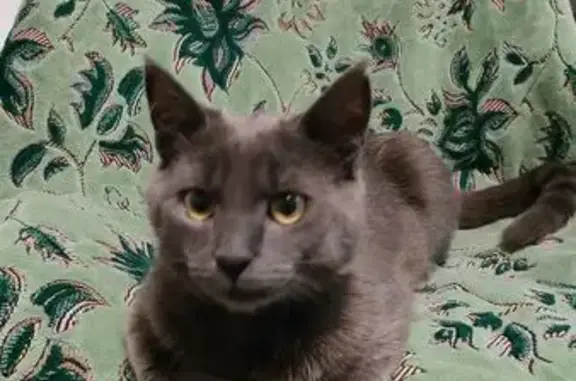 Зник кіт, вулиця Руставі, Черк...