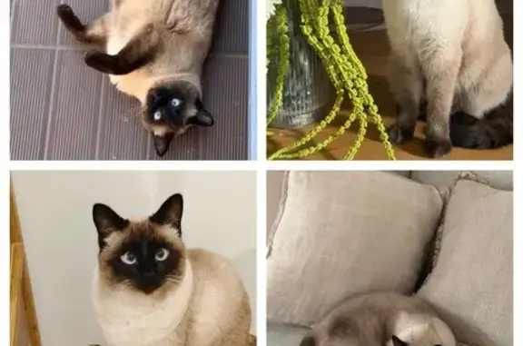 Animaux perdus Caumont-sur-Durance, photo: Chat perdu, Avenue Jean Moulin, Caumont-sur-Durance - femelle nommée Oia