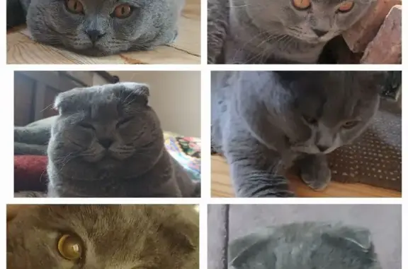 Зник кіт, Світанкова вулиця, Крюківщина - висловухий шотландський, темно-сірий - photo