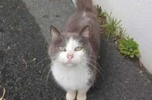 Chat trouvé Paris, photo: Trouvé Chat mâle, Tarnos, Nouvelle-Aquitaine - blanc et gris, yeux verts