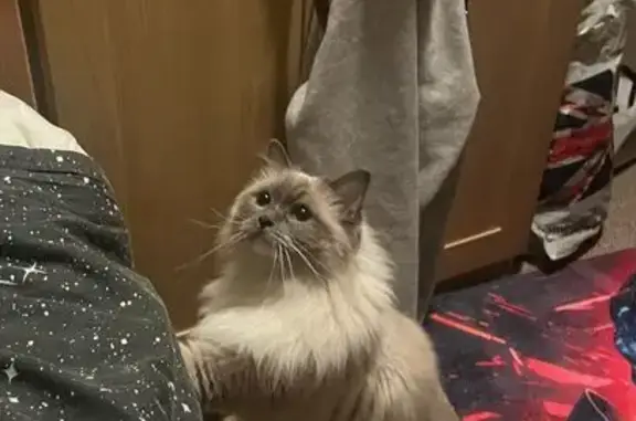 Missing cat Female, Cross Gates (ul488395) - photo