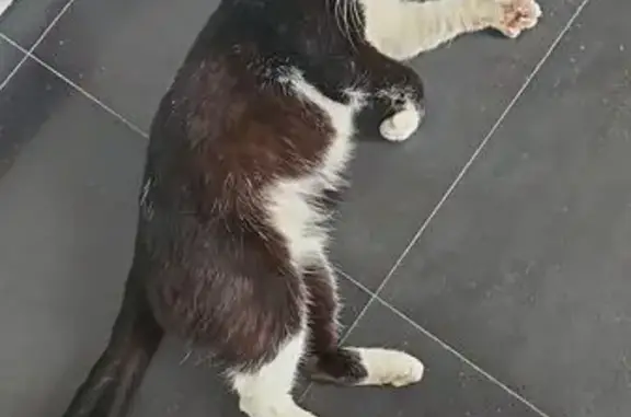 Chat trouvé Roncq, photo: Trouvé Chat mâle, Rue de Tourcoing, Roncq - très sociable