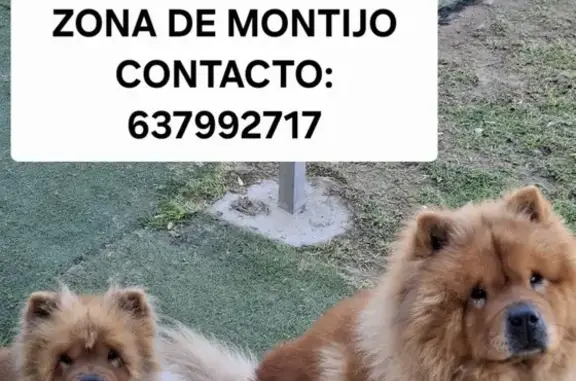 Perdido perro masculino, Camino de la Reyerta, 15, Sanlúcar de Barrameda - photo