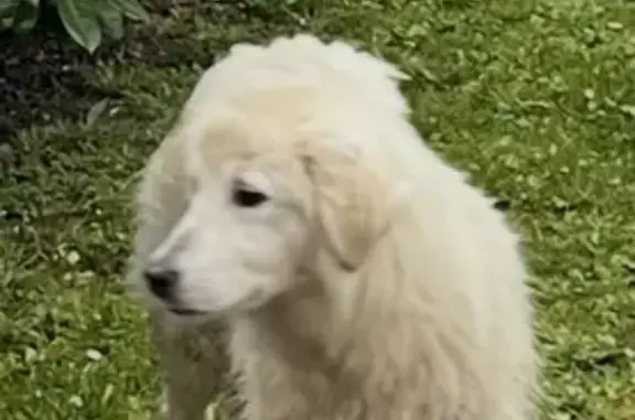 Animaux trouvés Tarbes, photo: Trouvé chien femelle, Rue Joseph Nelli, Tarbes - Patou très jeune