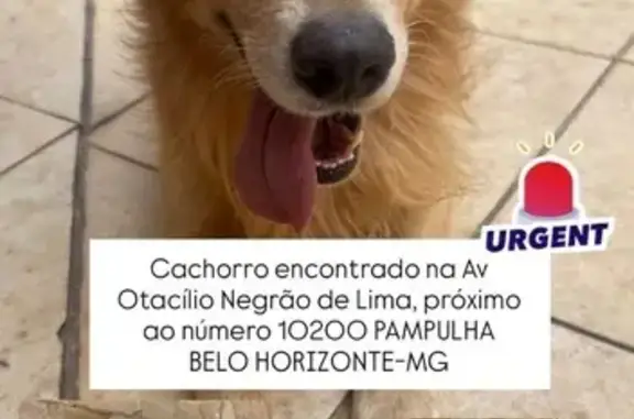 Cachorro encontrado Macho (brf...